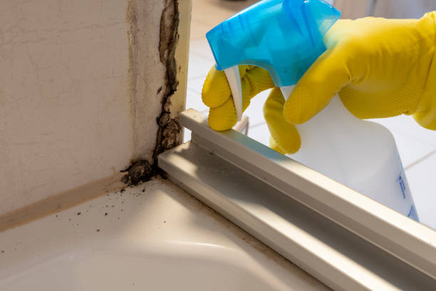 Best Residential Mold Remediation in Bishopville, SC